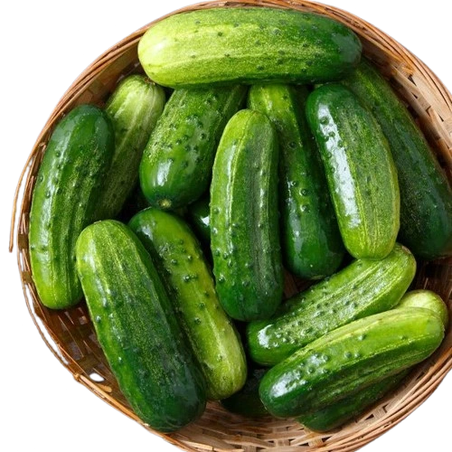 Cucumber