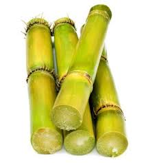 Sugarcane