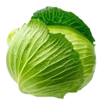 Cabbage